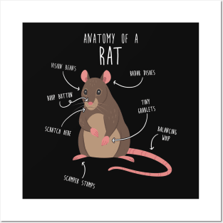 Rat Anatomy Posters and Art